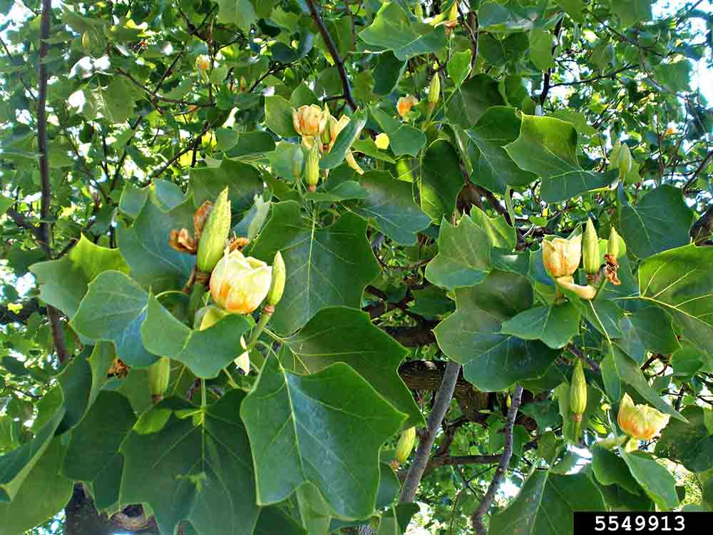 Tulip poplar flowers and foliage