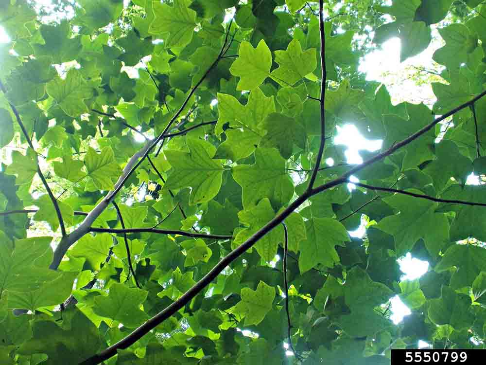 Tulip poplar foliage