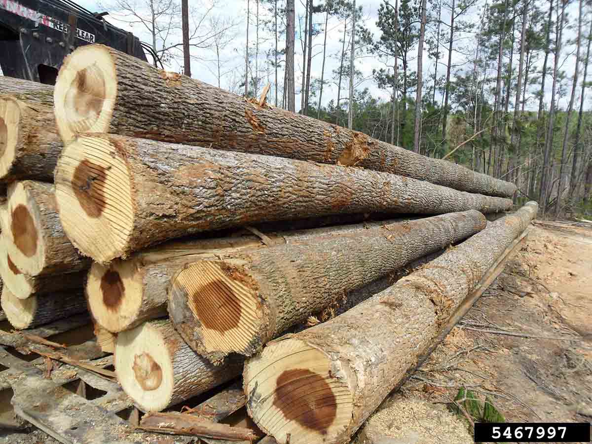 Tulip poplar logs