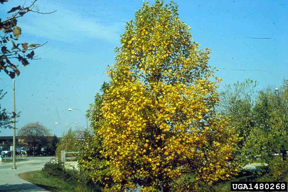 Tulip poplar tree, fall color