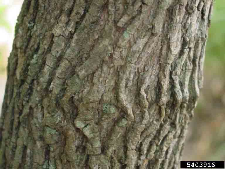 Two-winged silverbell bark on trunk