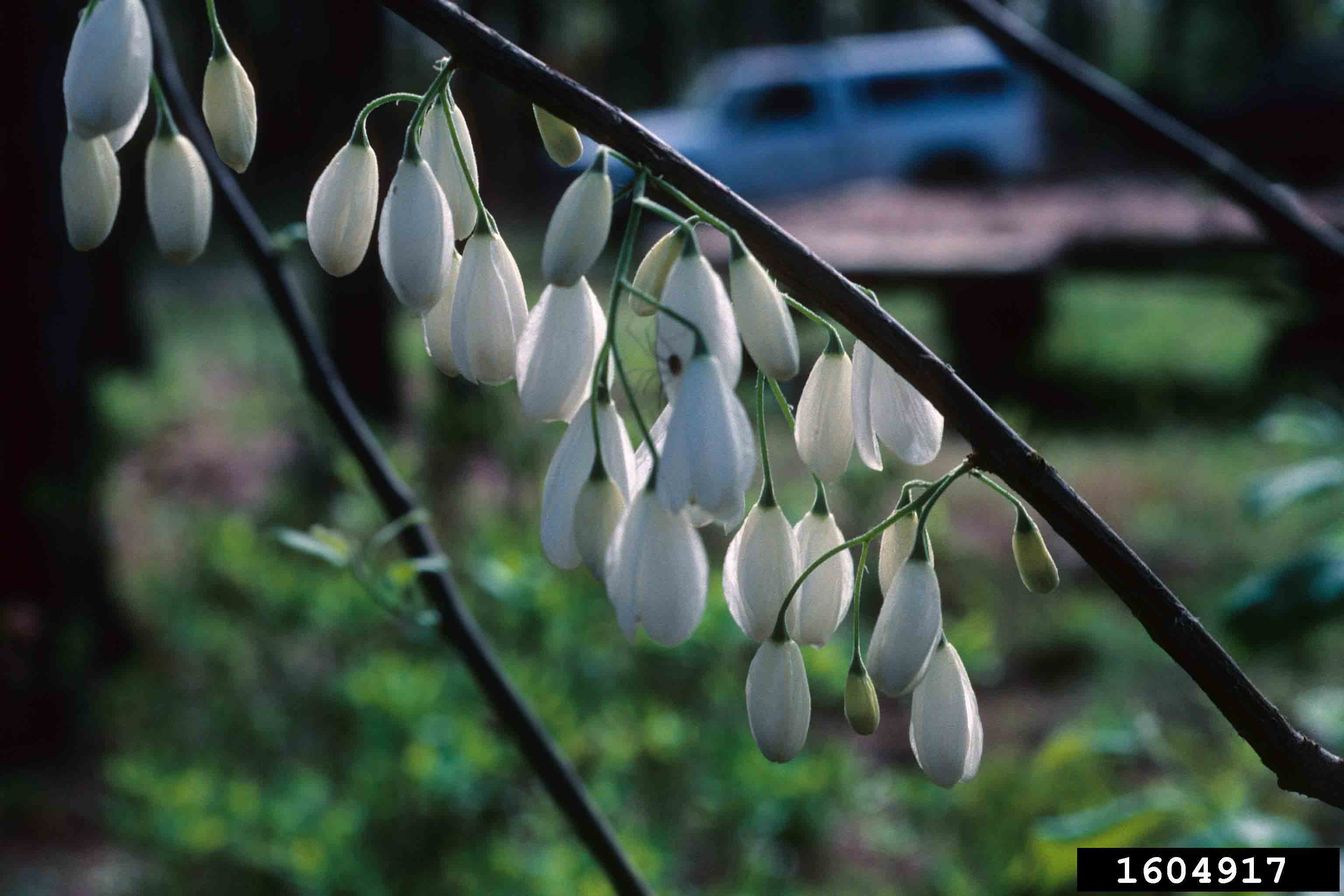 Two-winged silverbell flowers