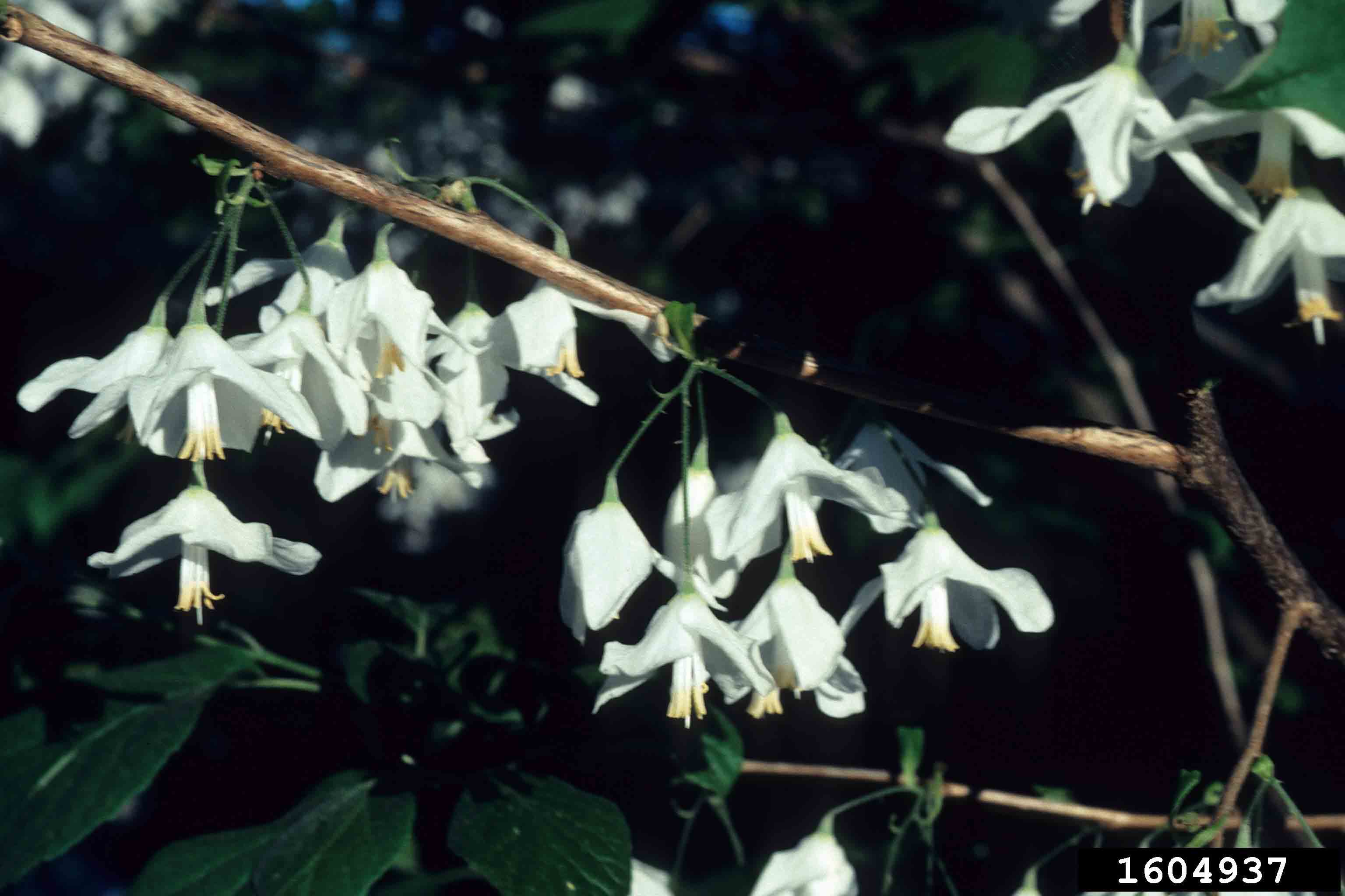 Two-winged silverbell flowers