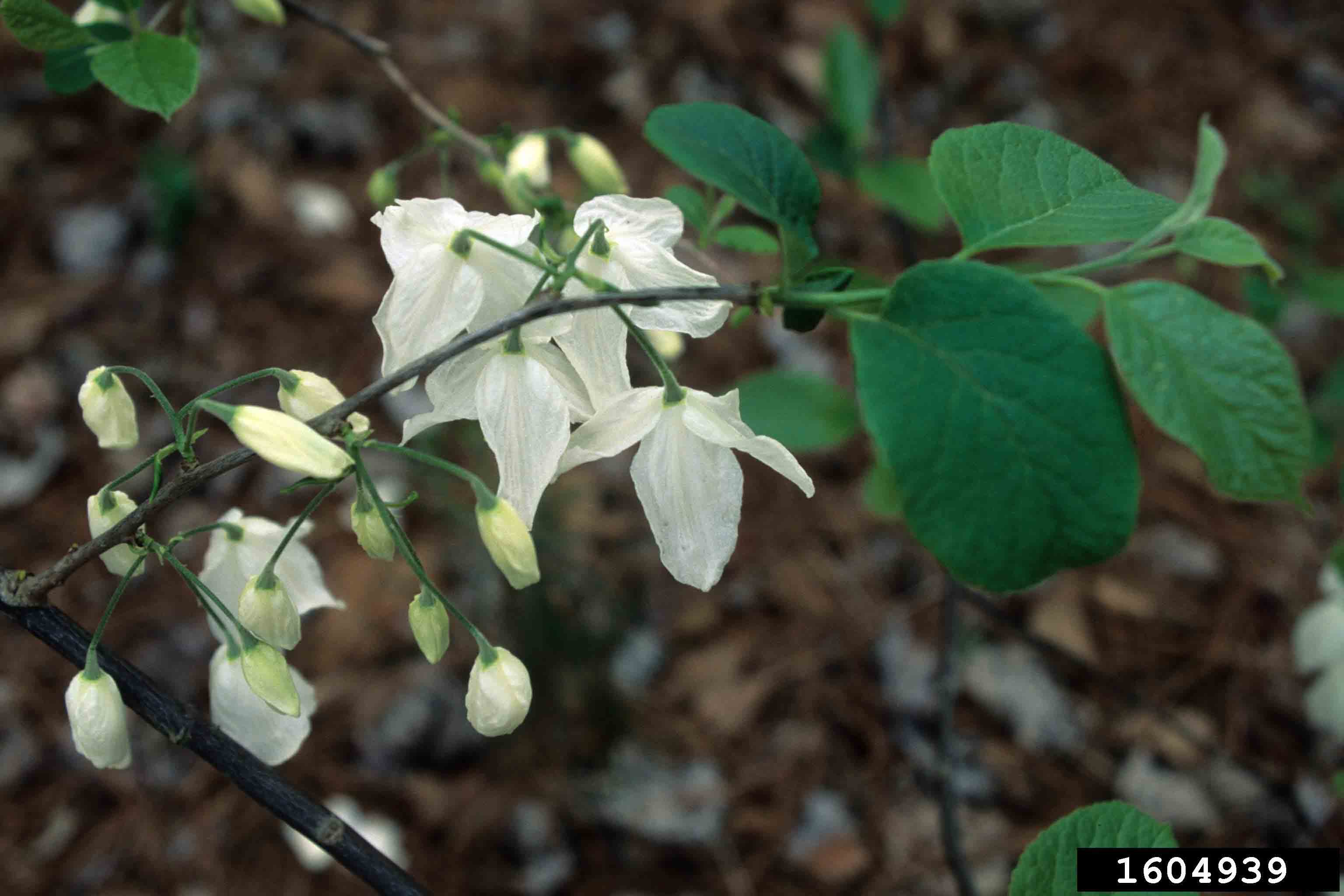 Two-winged silverbell flowers and new leaves