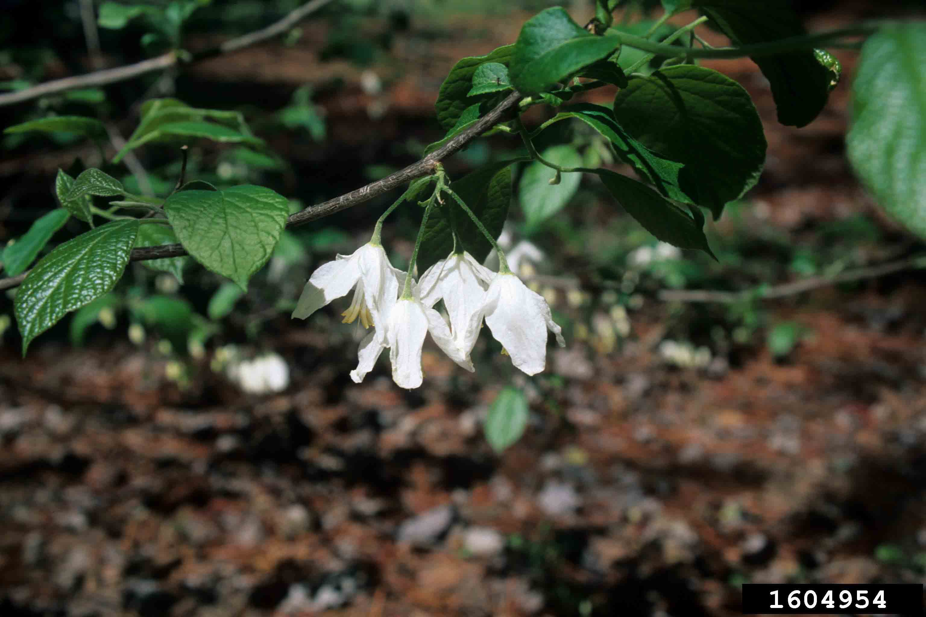 Two-winged silverbell flowers and new leaves