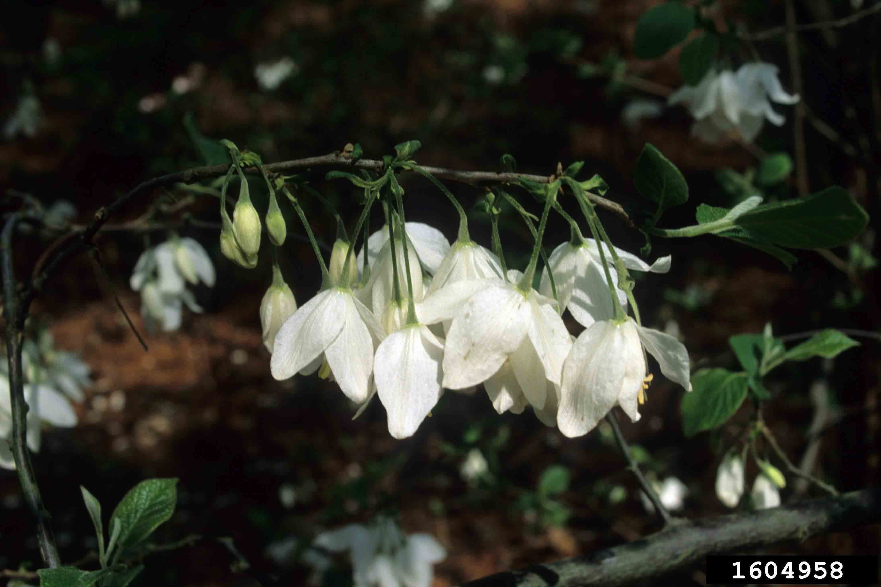 Two-winged silverbell flowers