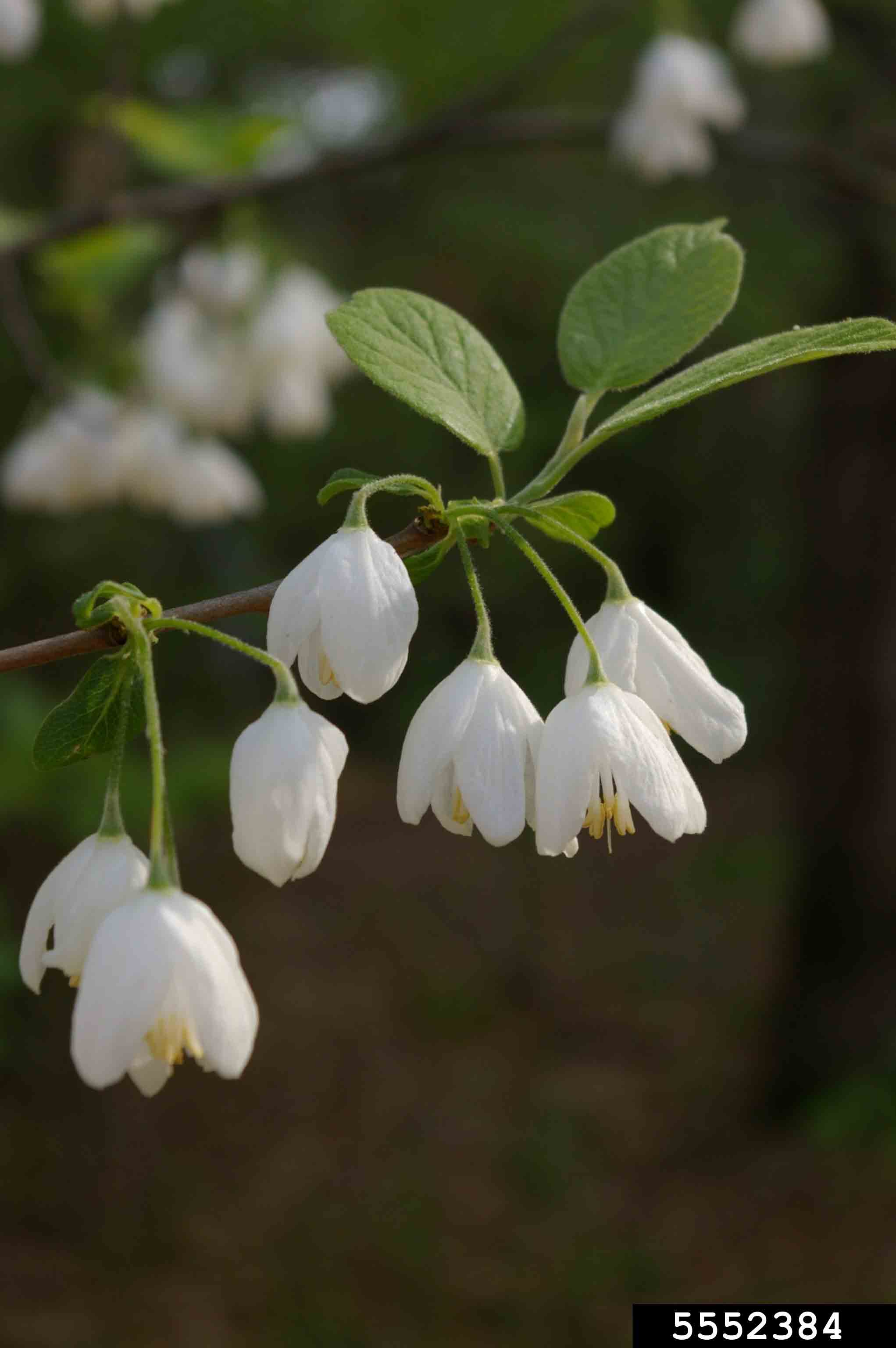 Two-winged silverbell flowers and new leaves