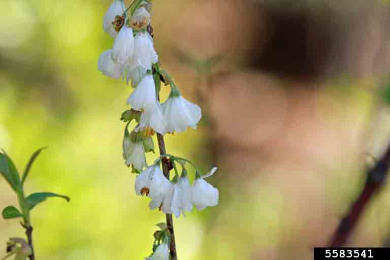 Two-winged silverbell flowers