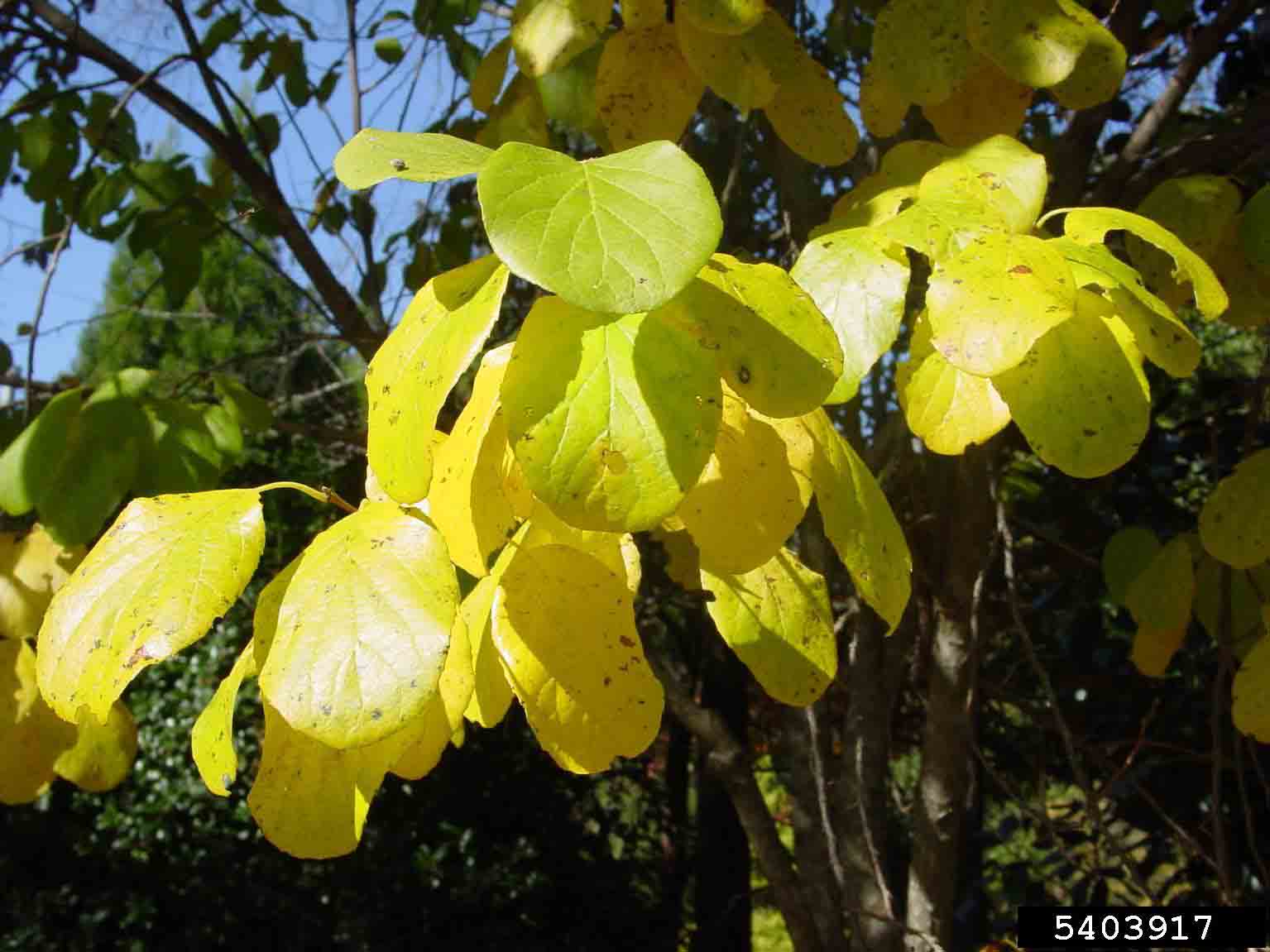 Two-winged silverbell leaves, fall