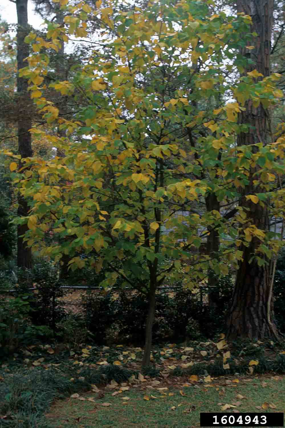 Two-winged silverbell tree, fall
