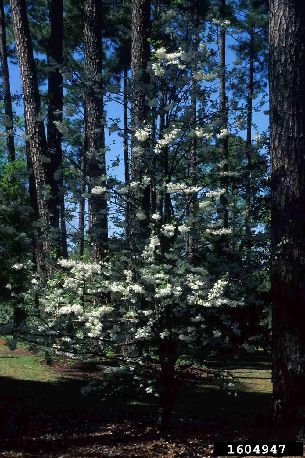Two-winged silverbell tree in bloom