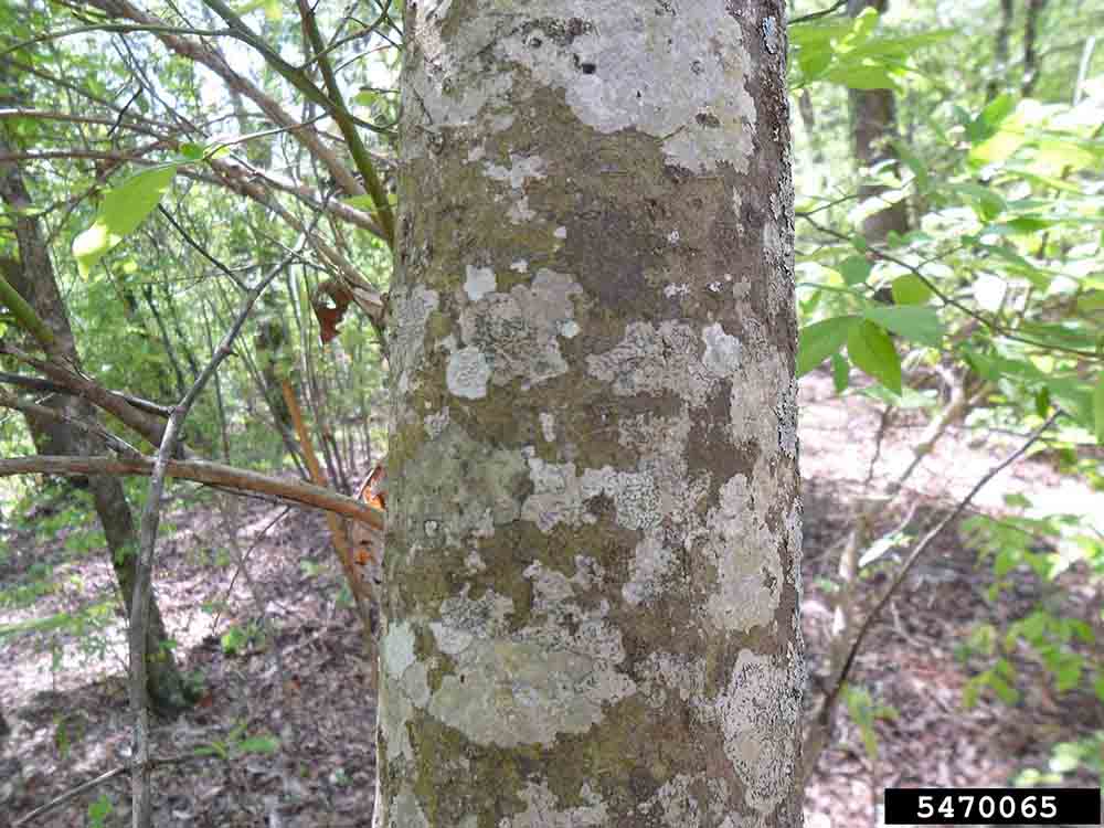 Umbrella magnolia bark