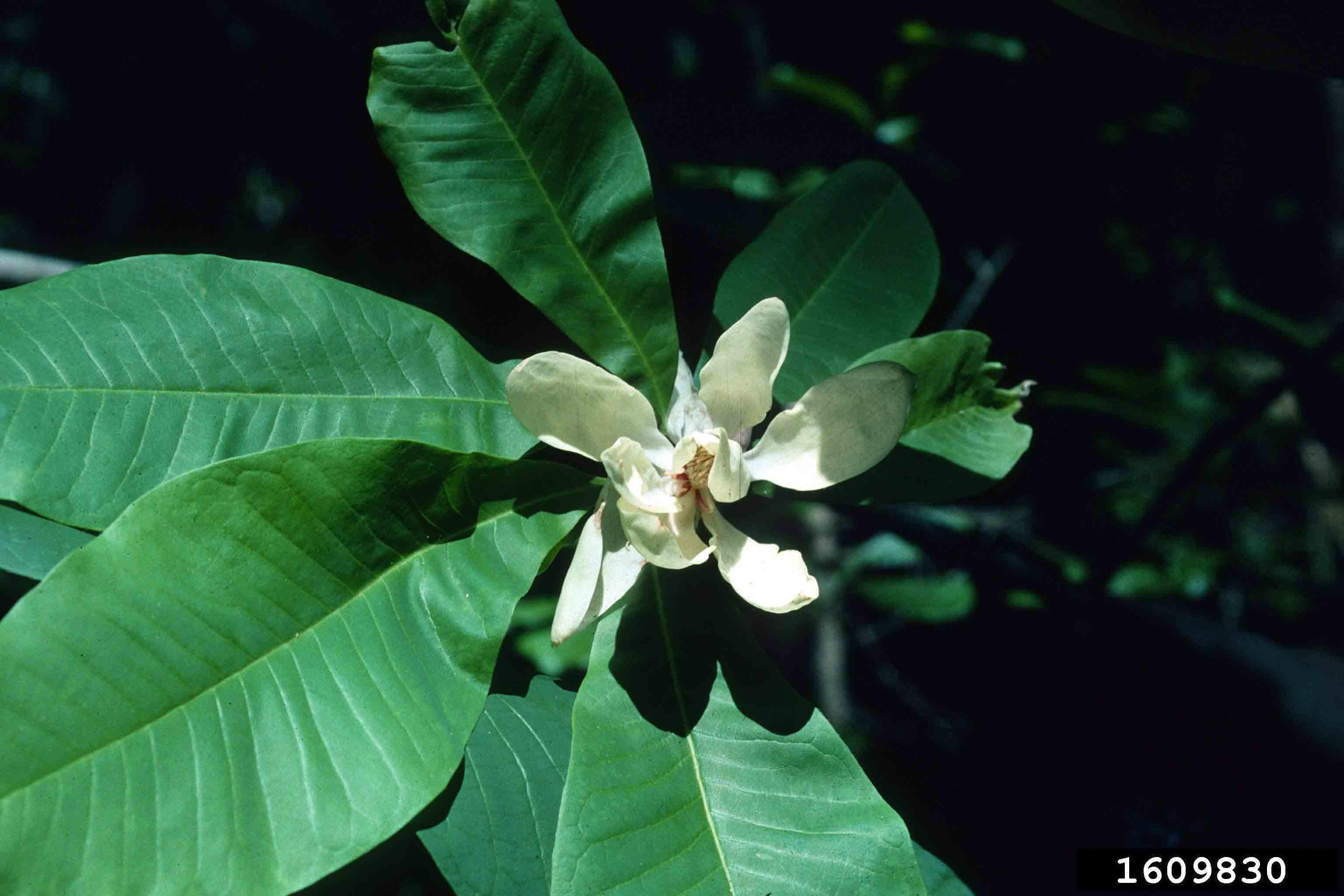 Umbrella magnolia flower