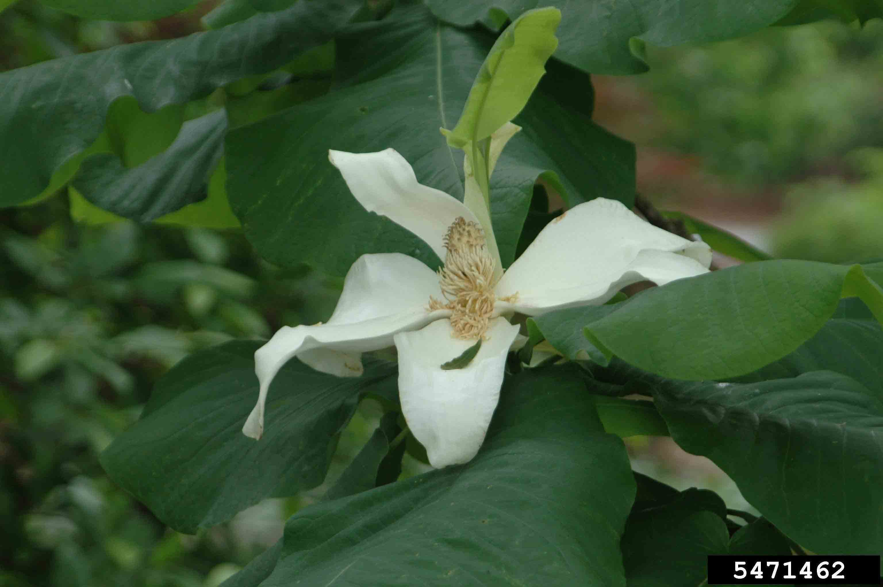 Umbrella magnolia flower