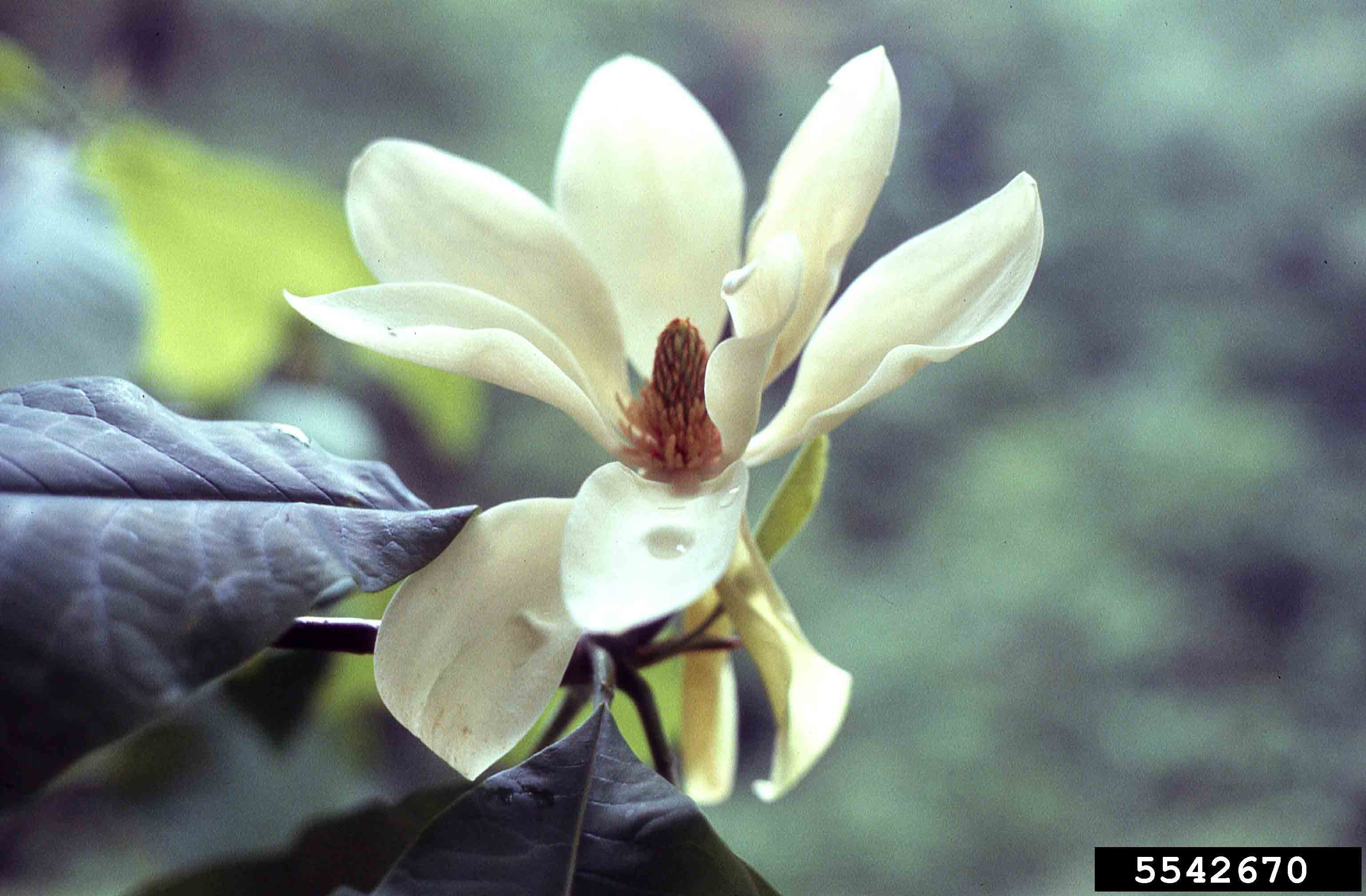 Umbrella magnolia flower