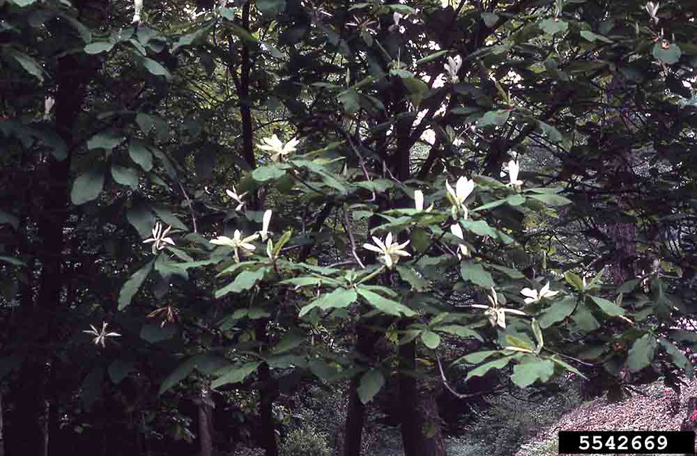 Umbrella magnolia flowers and branching habit