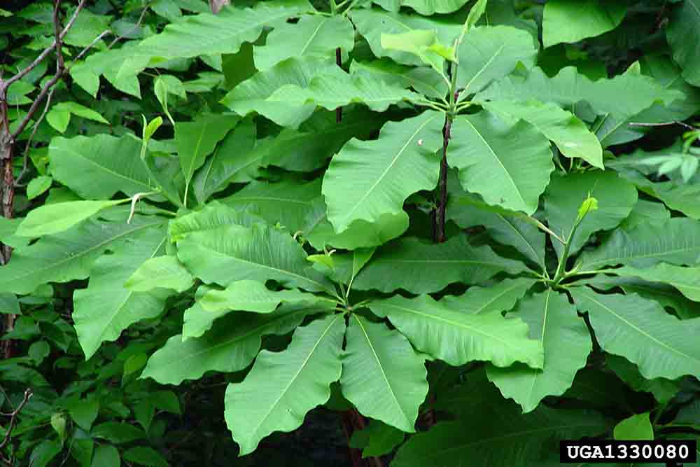Umbrella magnolia foliage