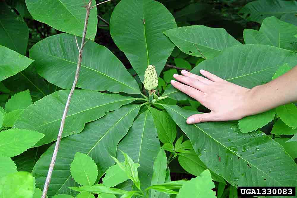 Umbrella magnolia foliage and immature fruit