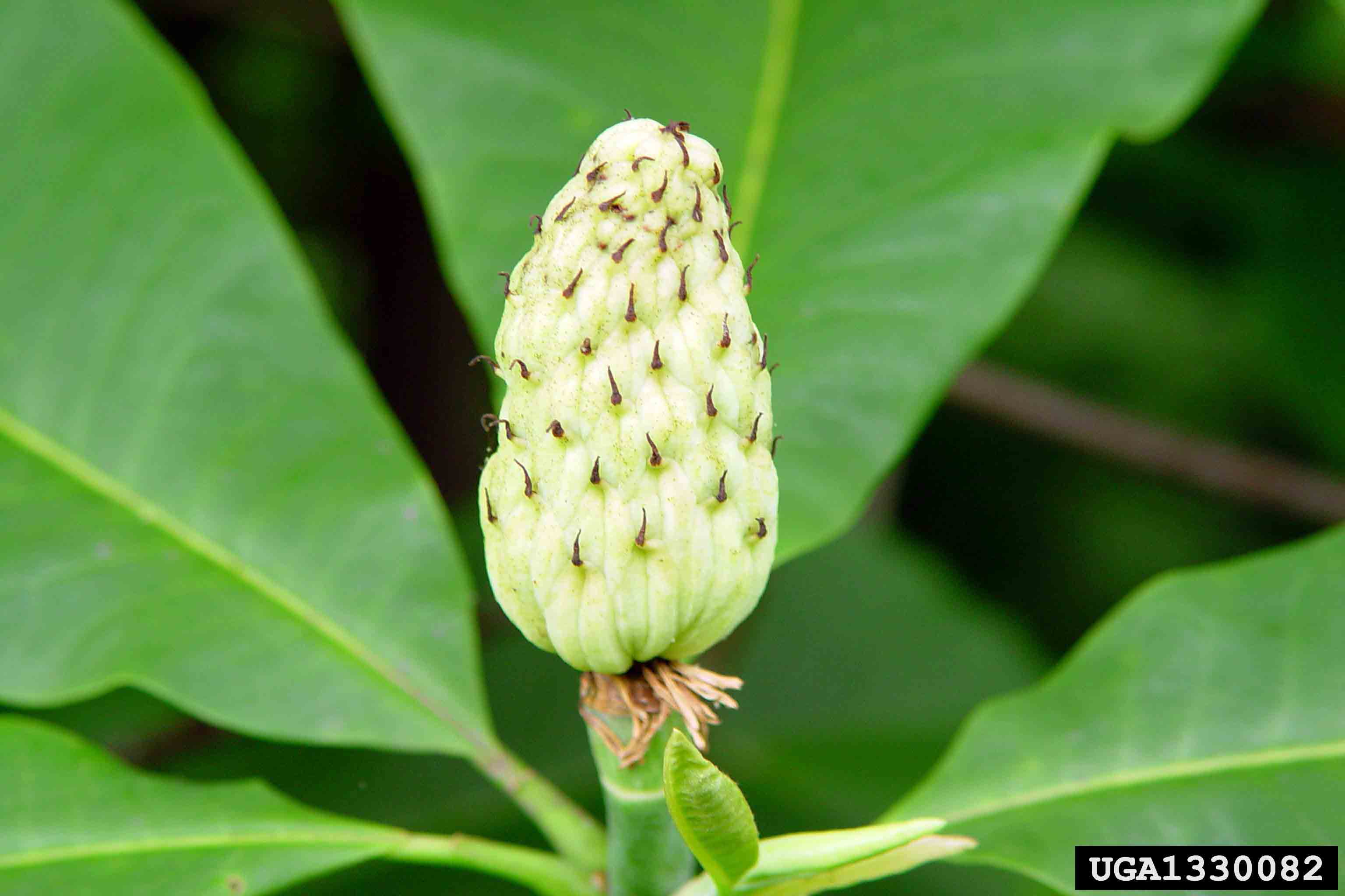 Umbrella magnolia immature fruit