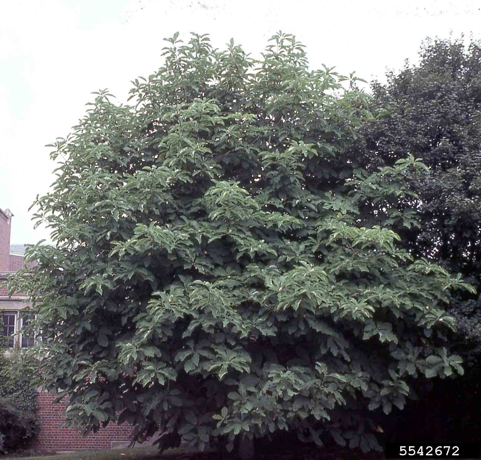 Umbrella magnolia tree