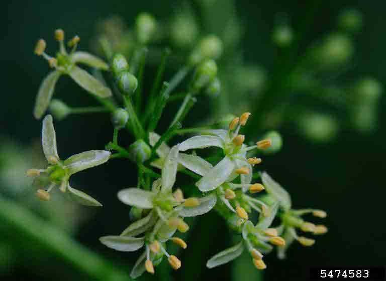 Wafer ash flowers