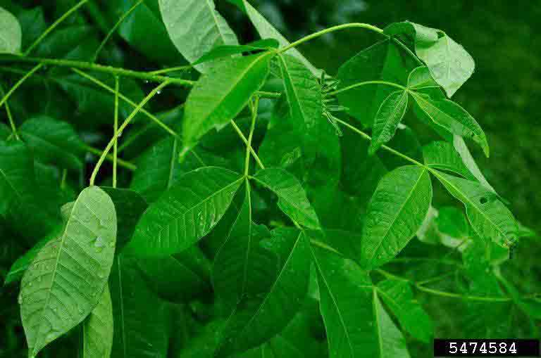 Wafer ash foliage