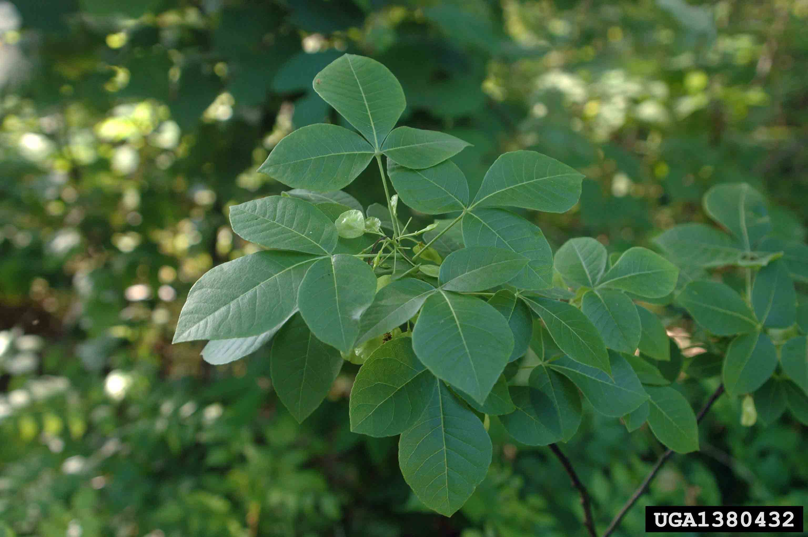 Wafer ash foliage and fruit, wafer-shaped samaras