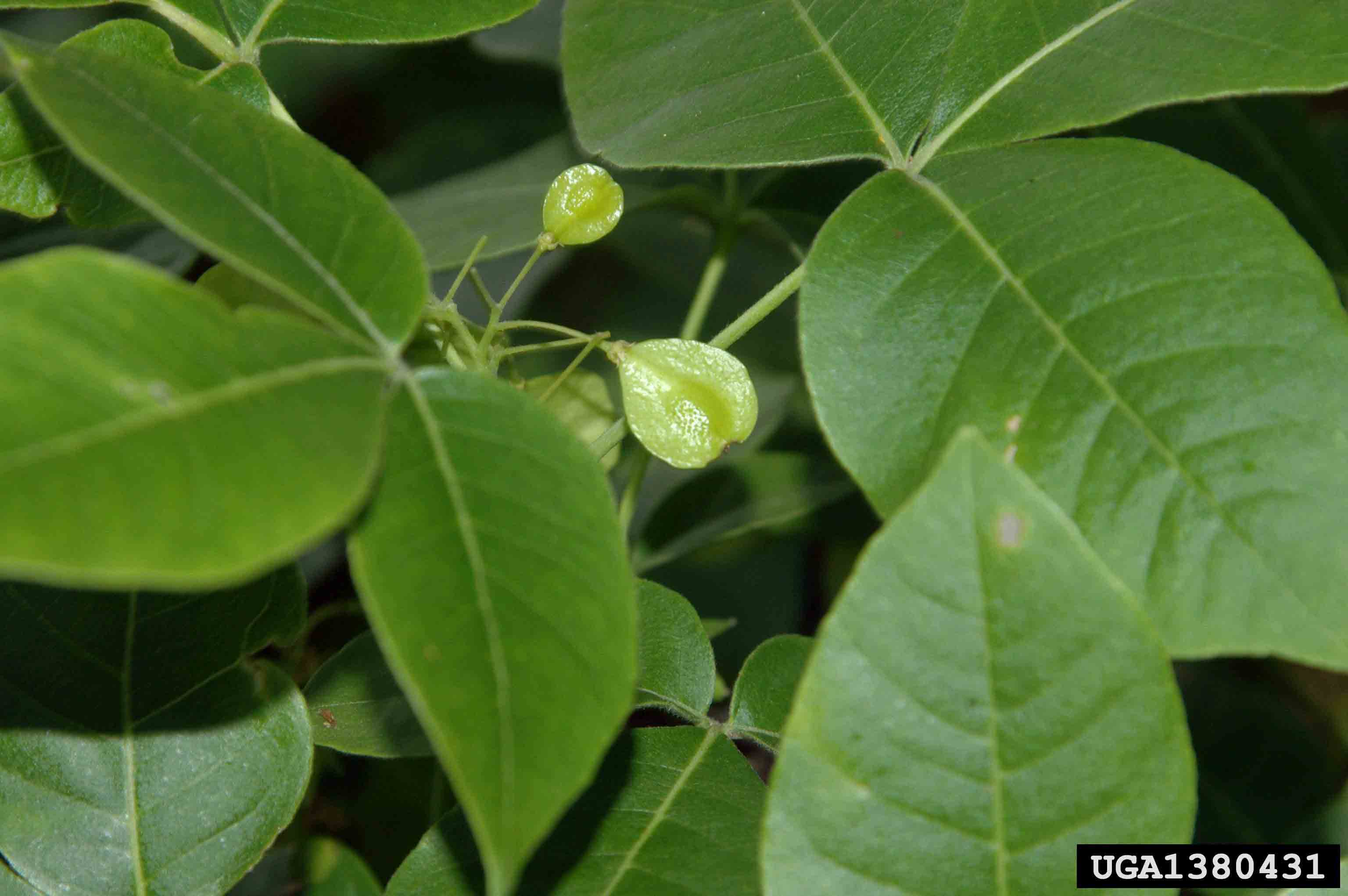 Wafer ash fruit and trifoliately compound leaves