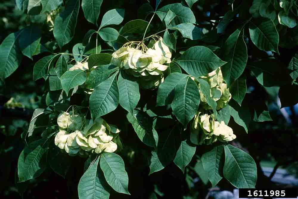 Wafer ash fruit, wafer-shaped samaras in clusters