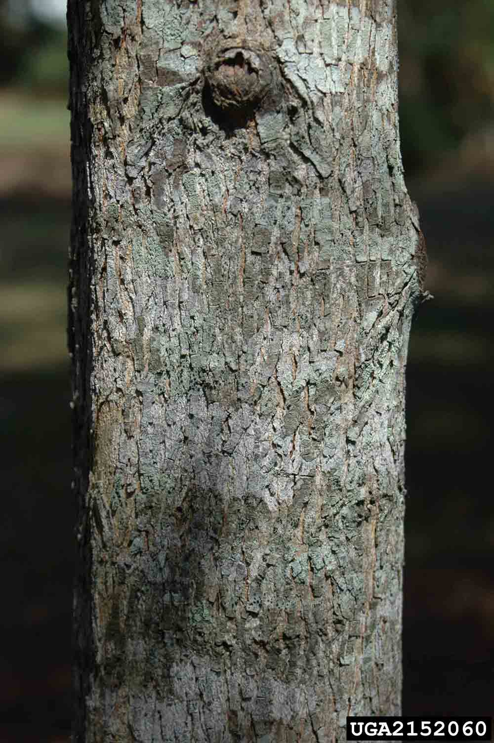 Water hickory bark
