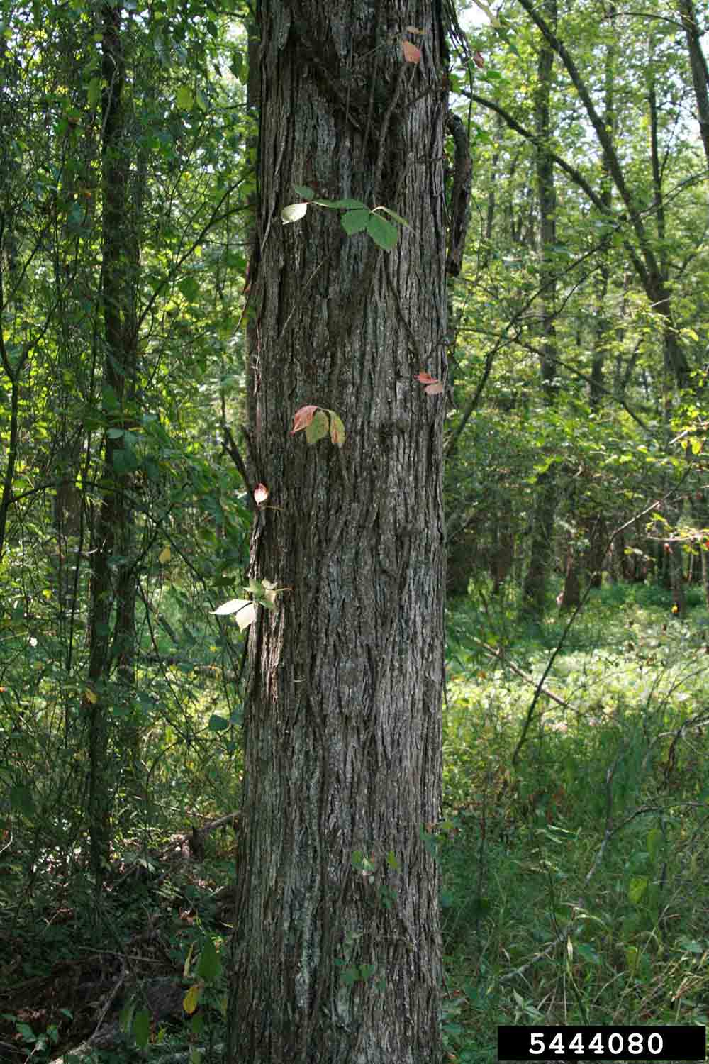 Water hickory bark