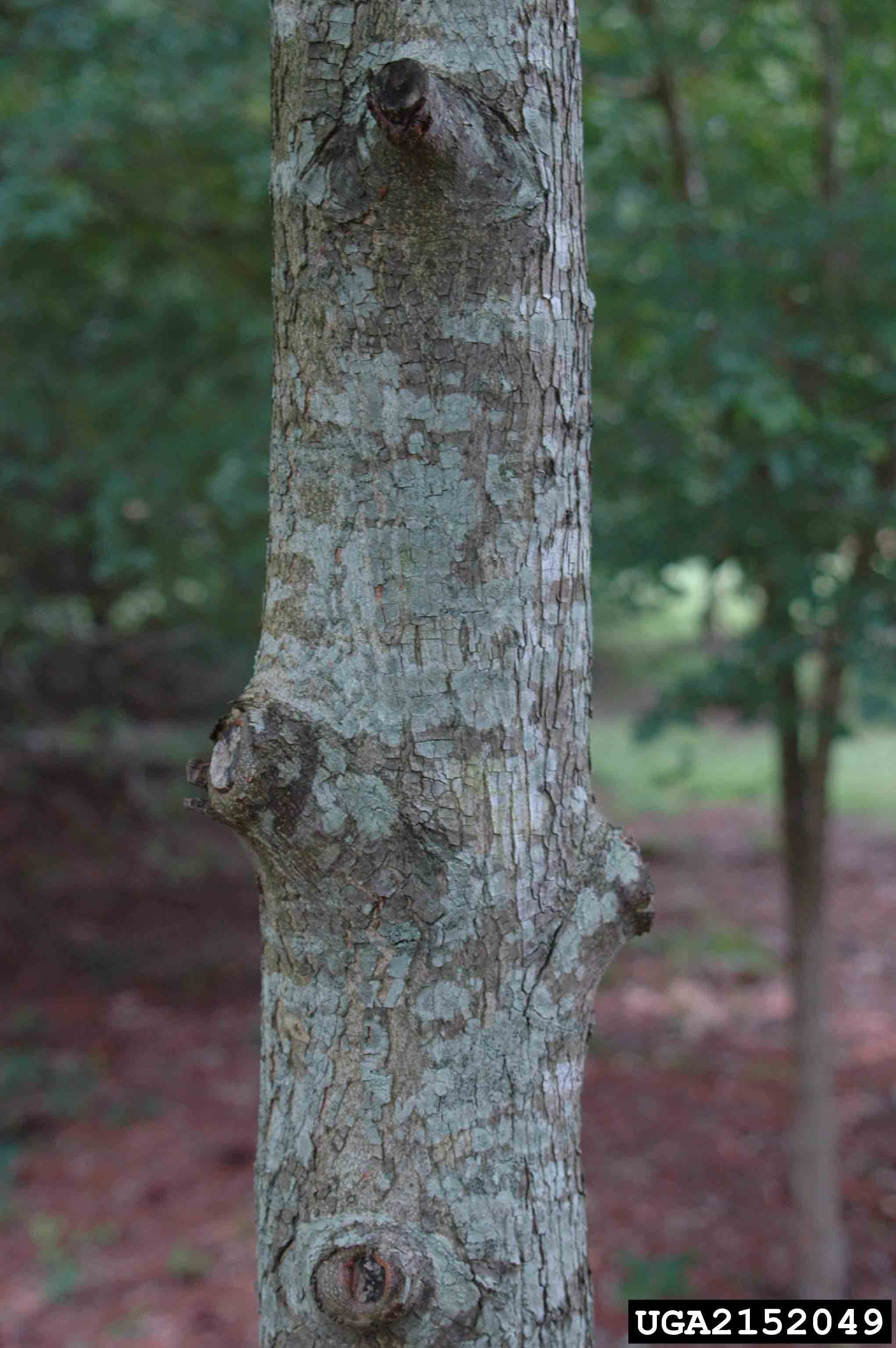 Water hickory bark