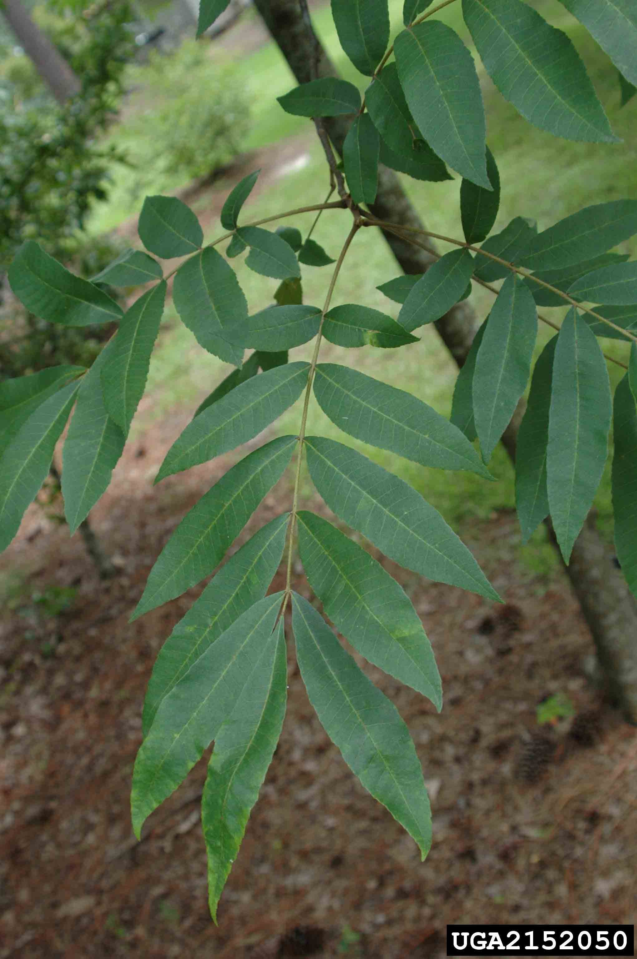 Water hickory pinnately compound leaves