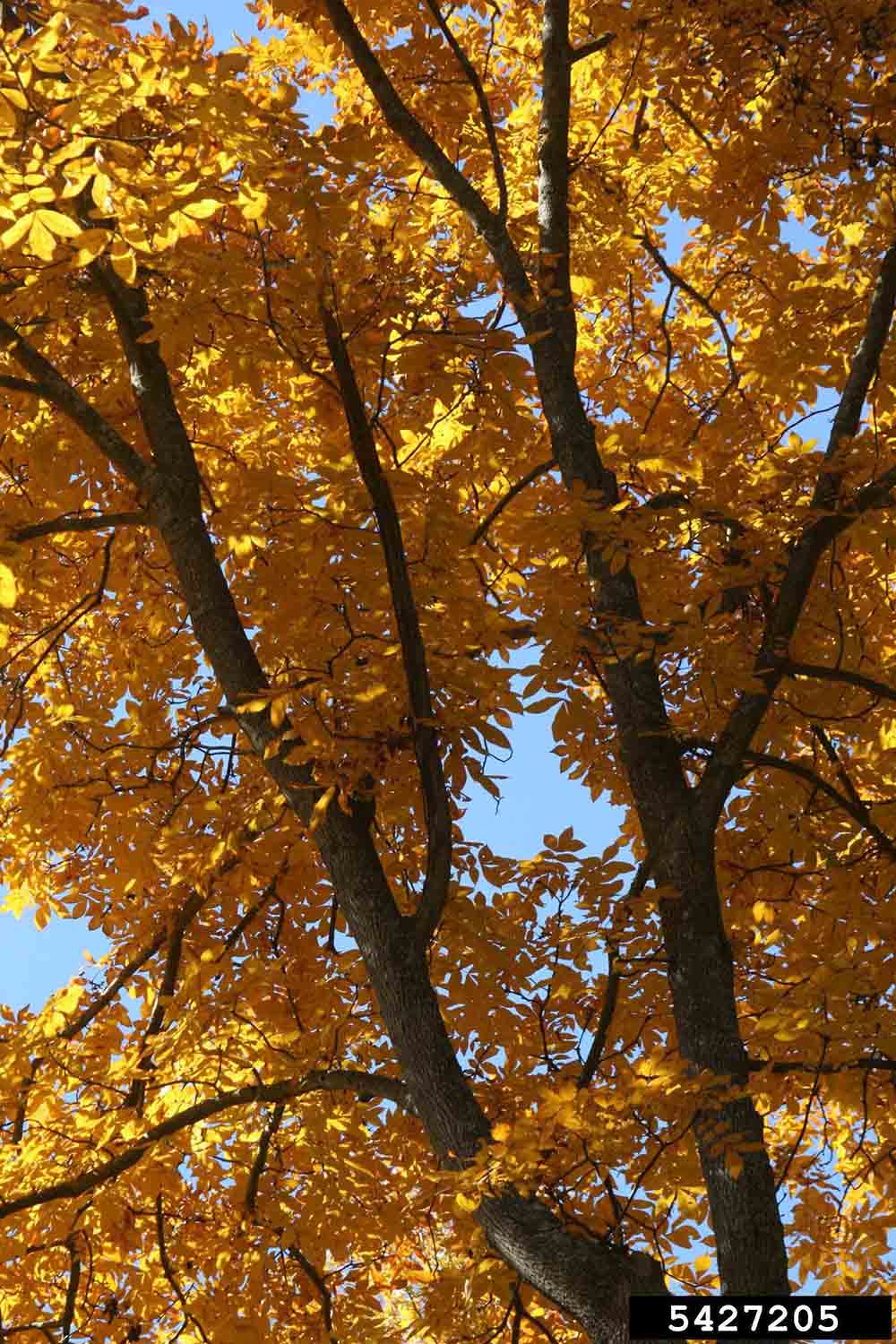 Water hickory fall foliage