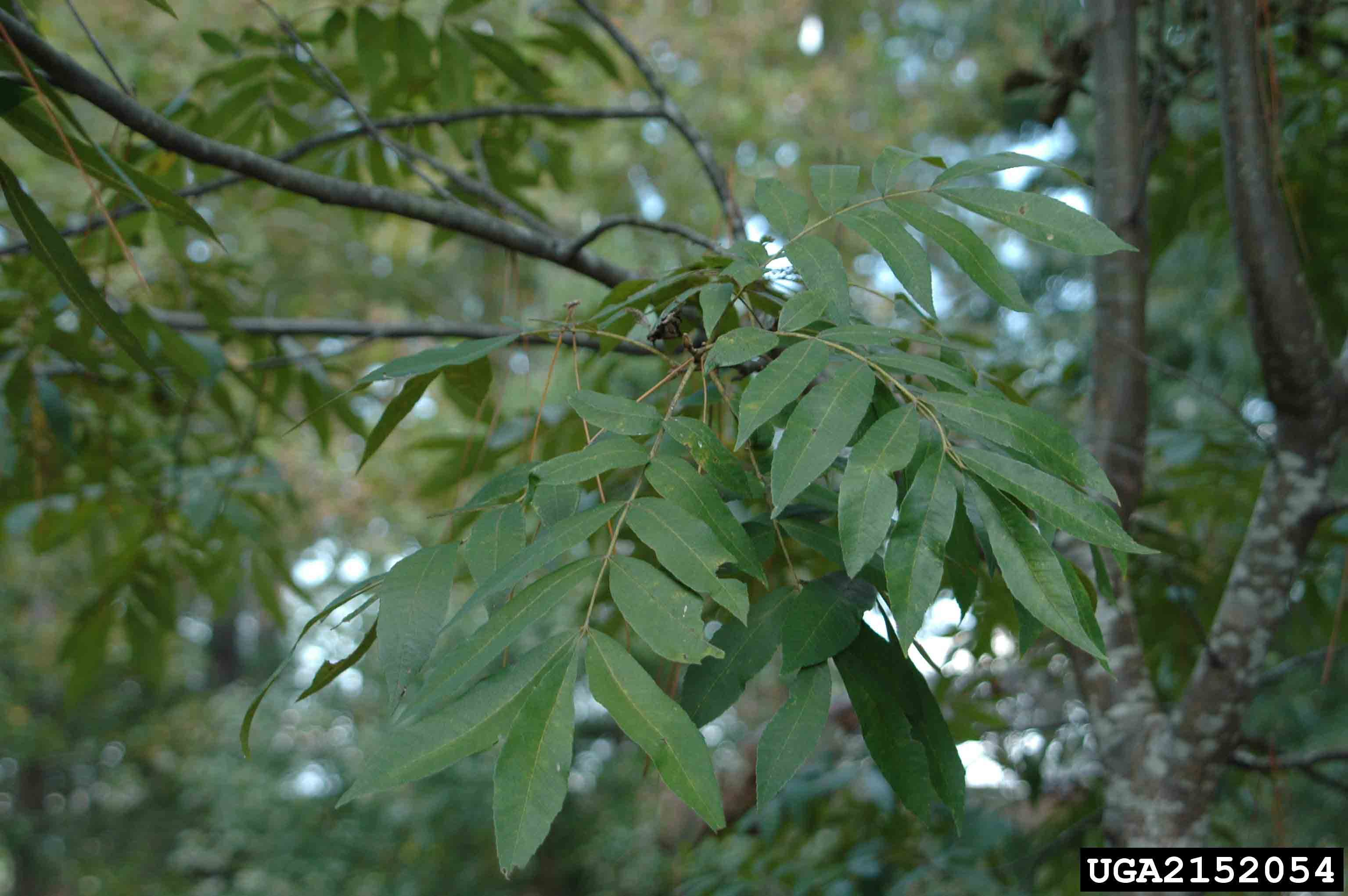 Water hickory pinnately compound leaves