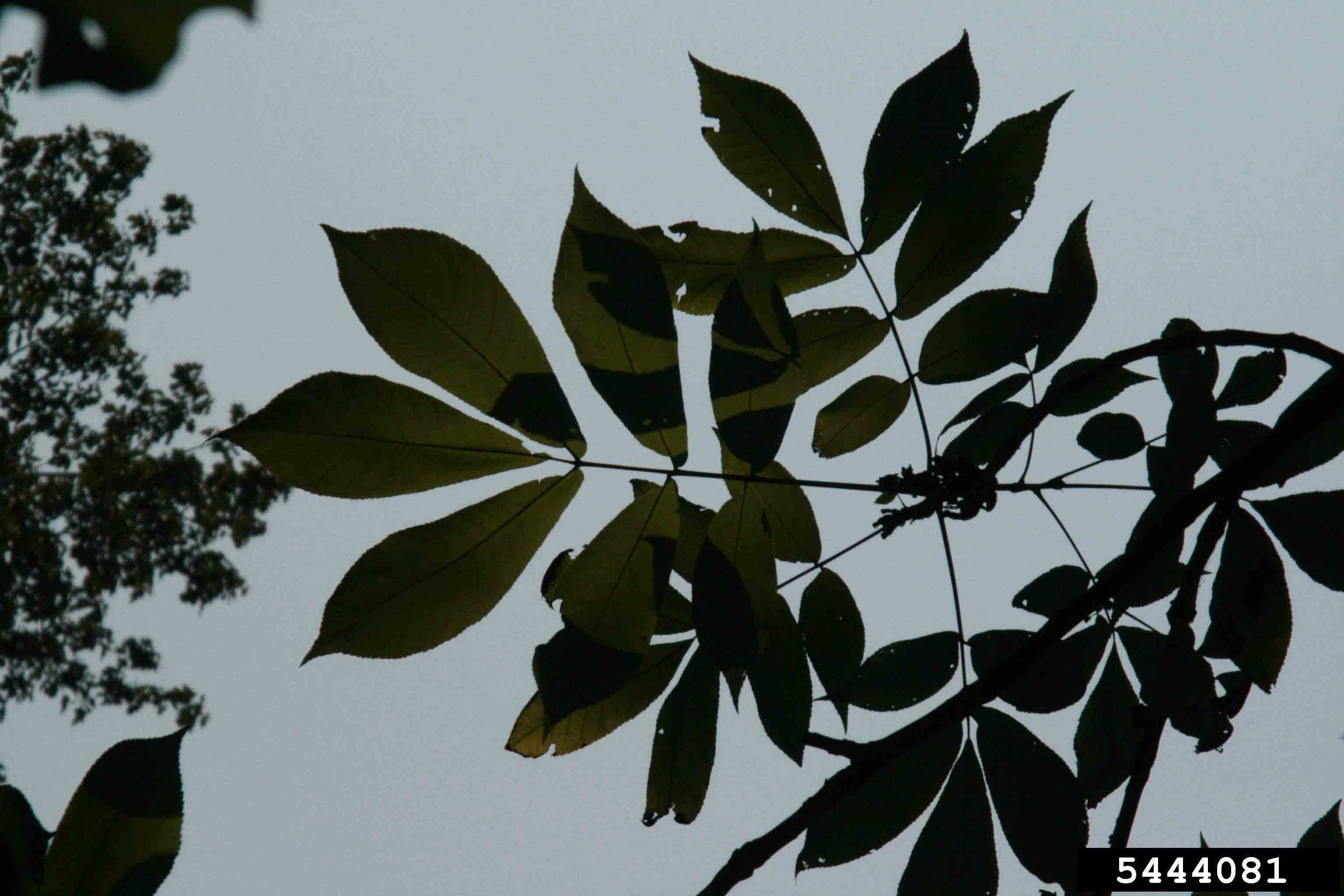 Water hickory pinnately compound leaves