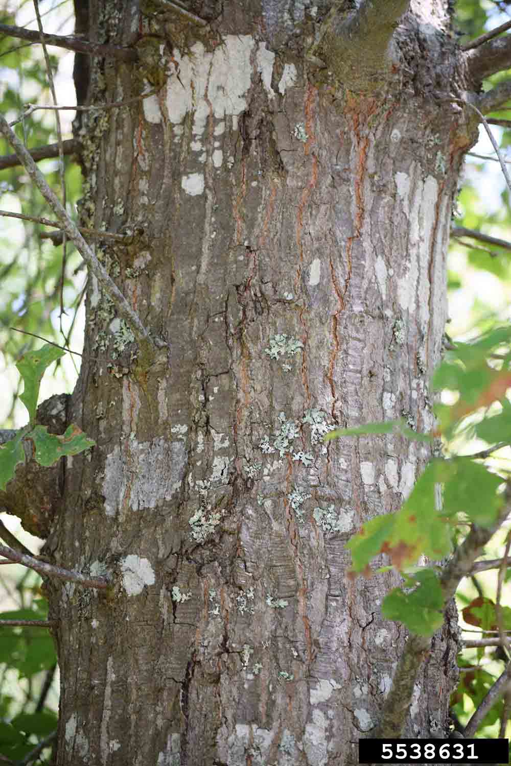 Water oak bark on trunk