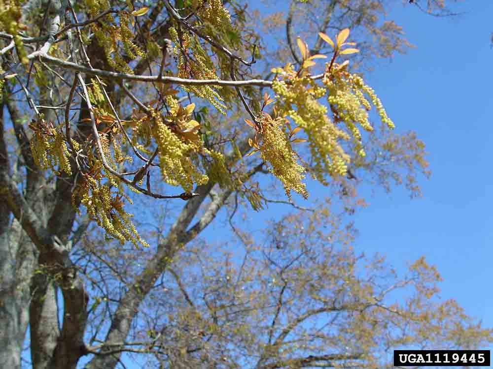 Water oak branch in bloom