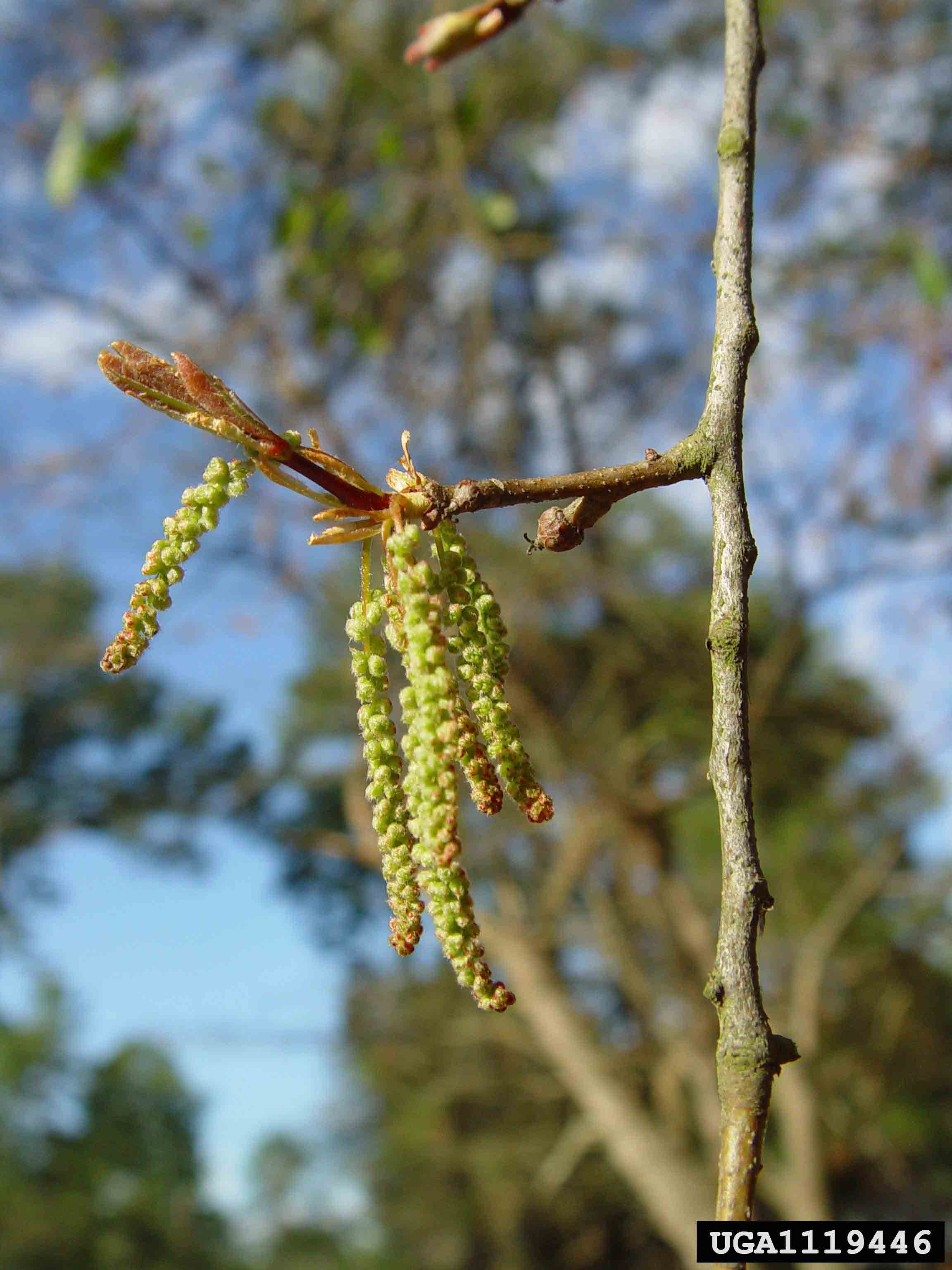 Water oak twig, in bloom and with emerging leaves