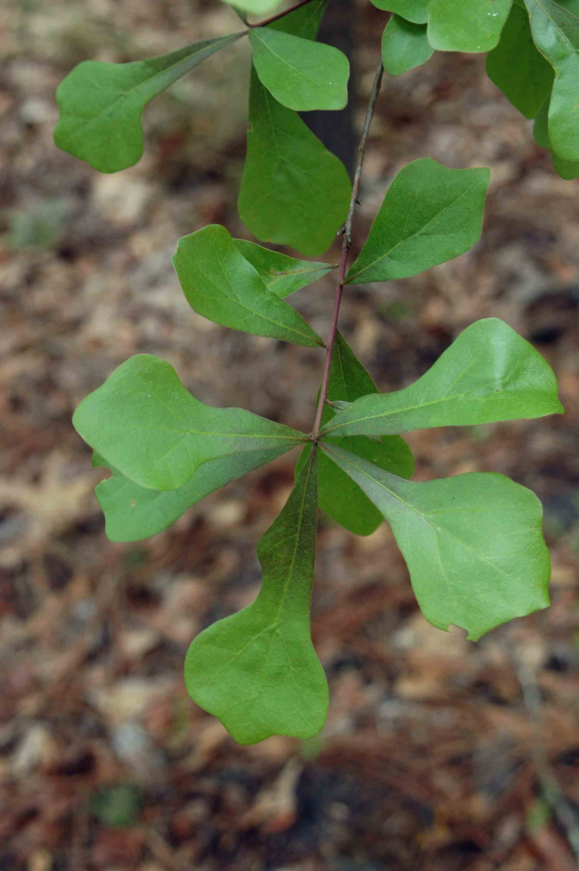 Water oak leaves, upper sides