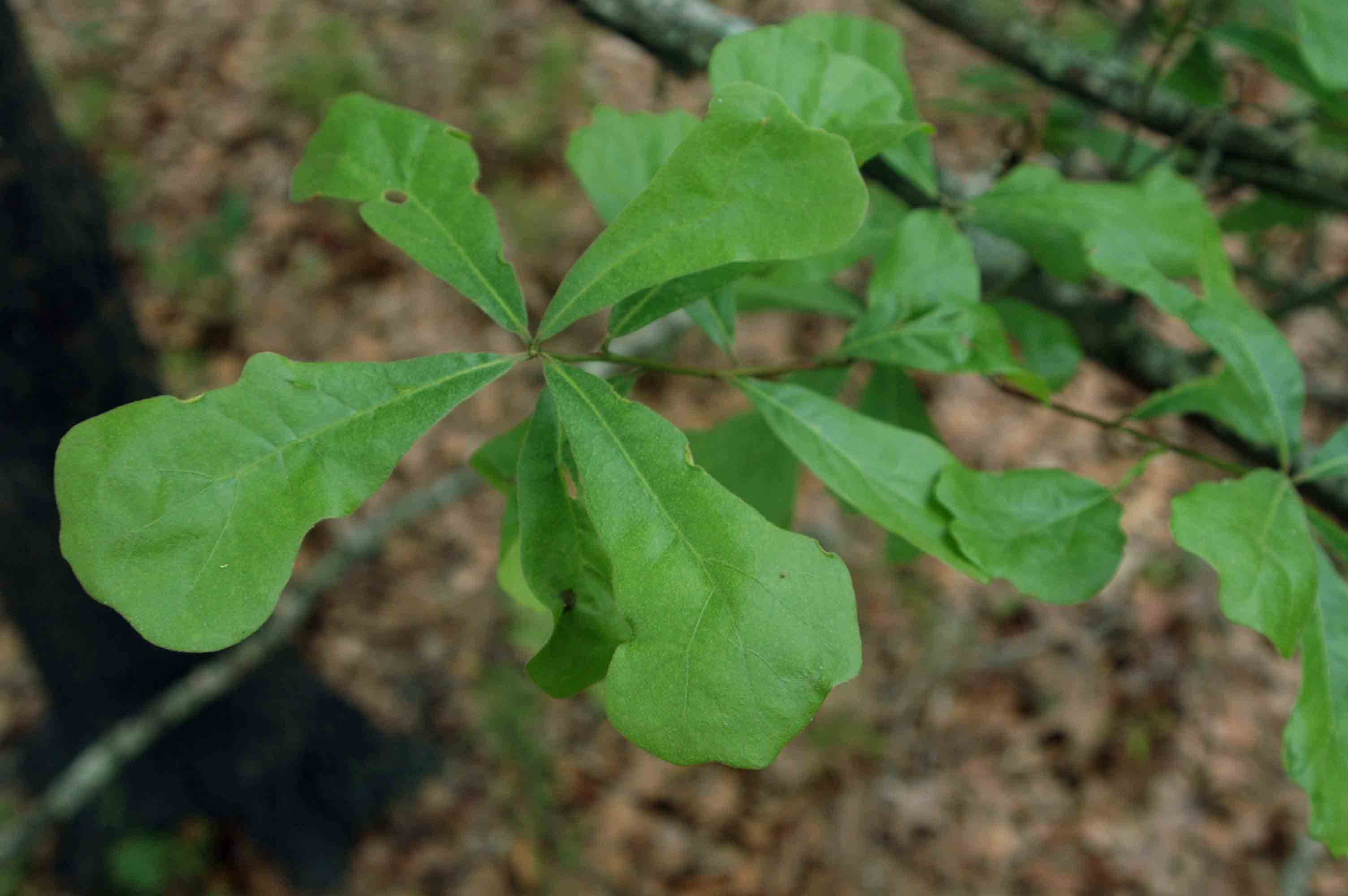 Water oak leaves, upper sides
