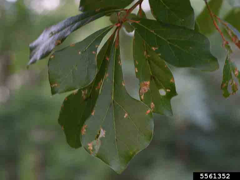 Water oak leaves, summer