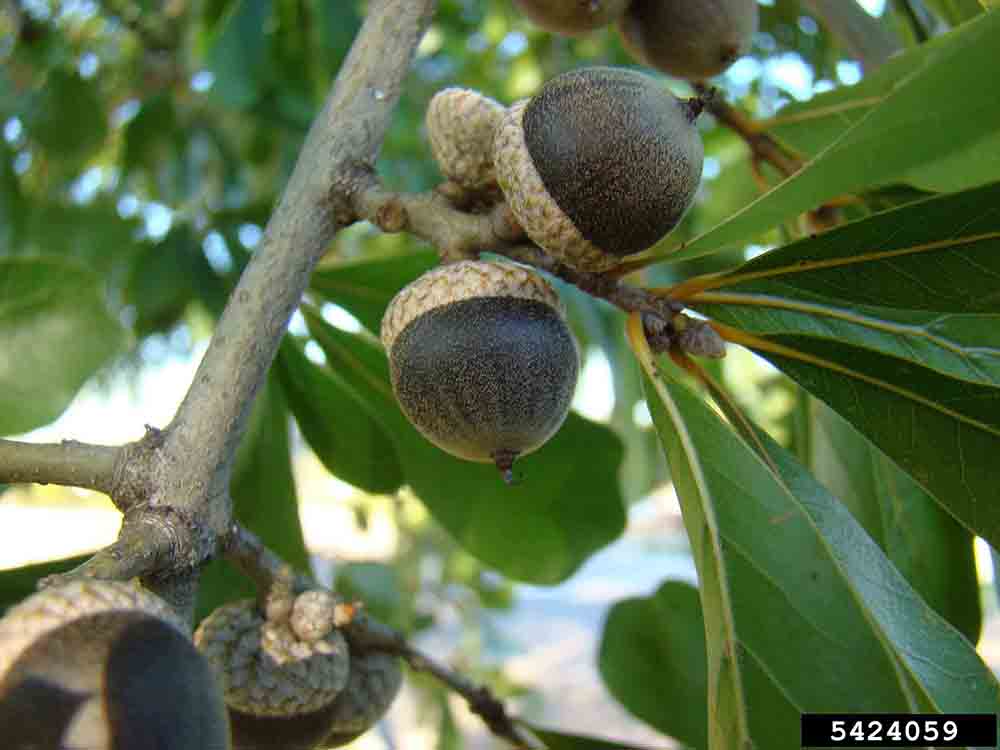 Water oak acorns