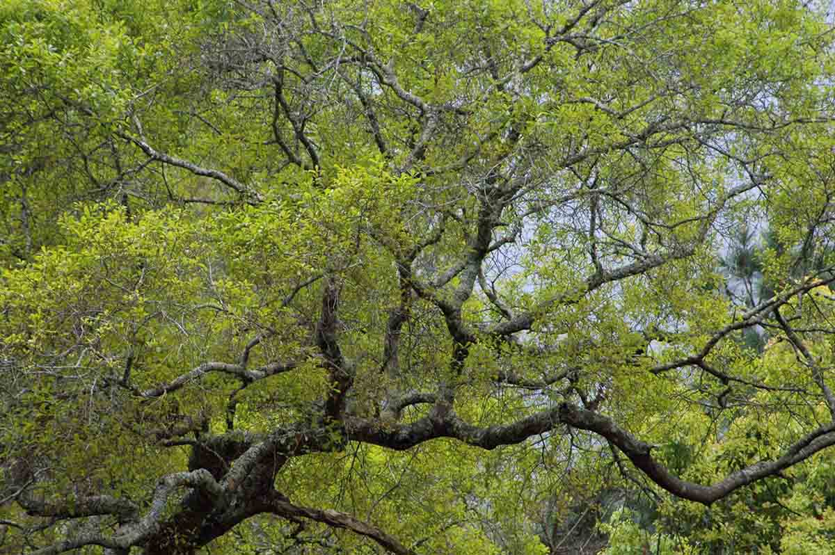 Water oak branching habit, mature tree, spring