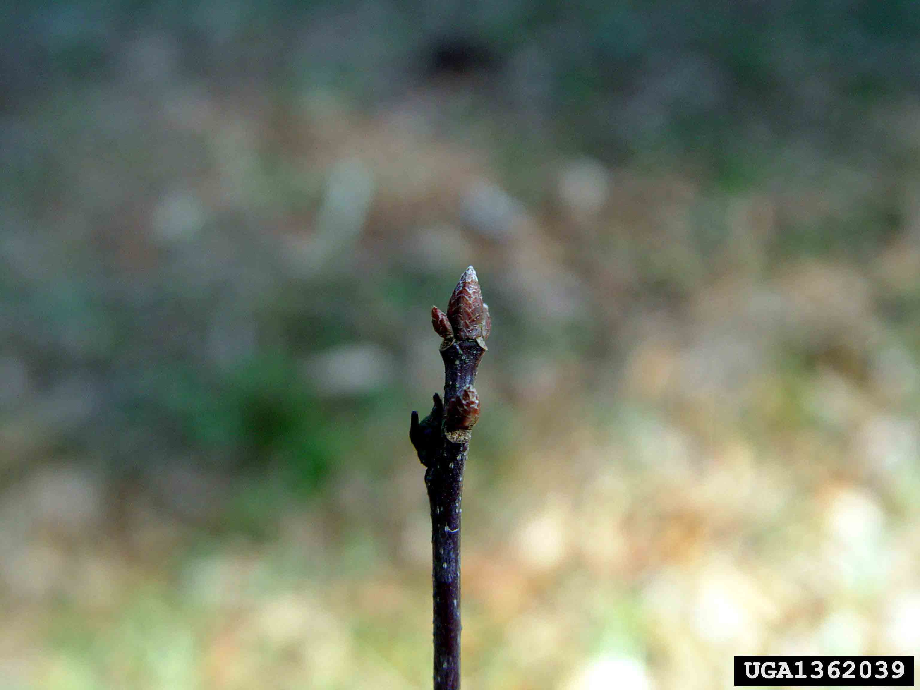Water oak twig and bud