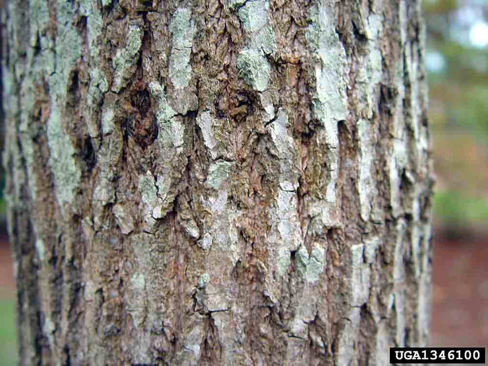 Water tupelo bark on trunk
