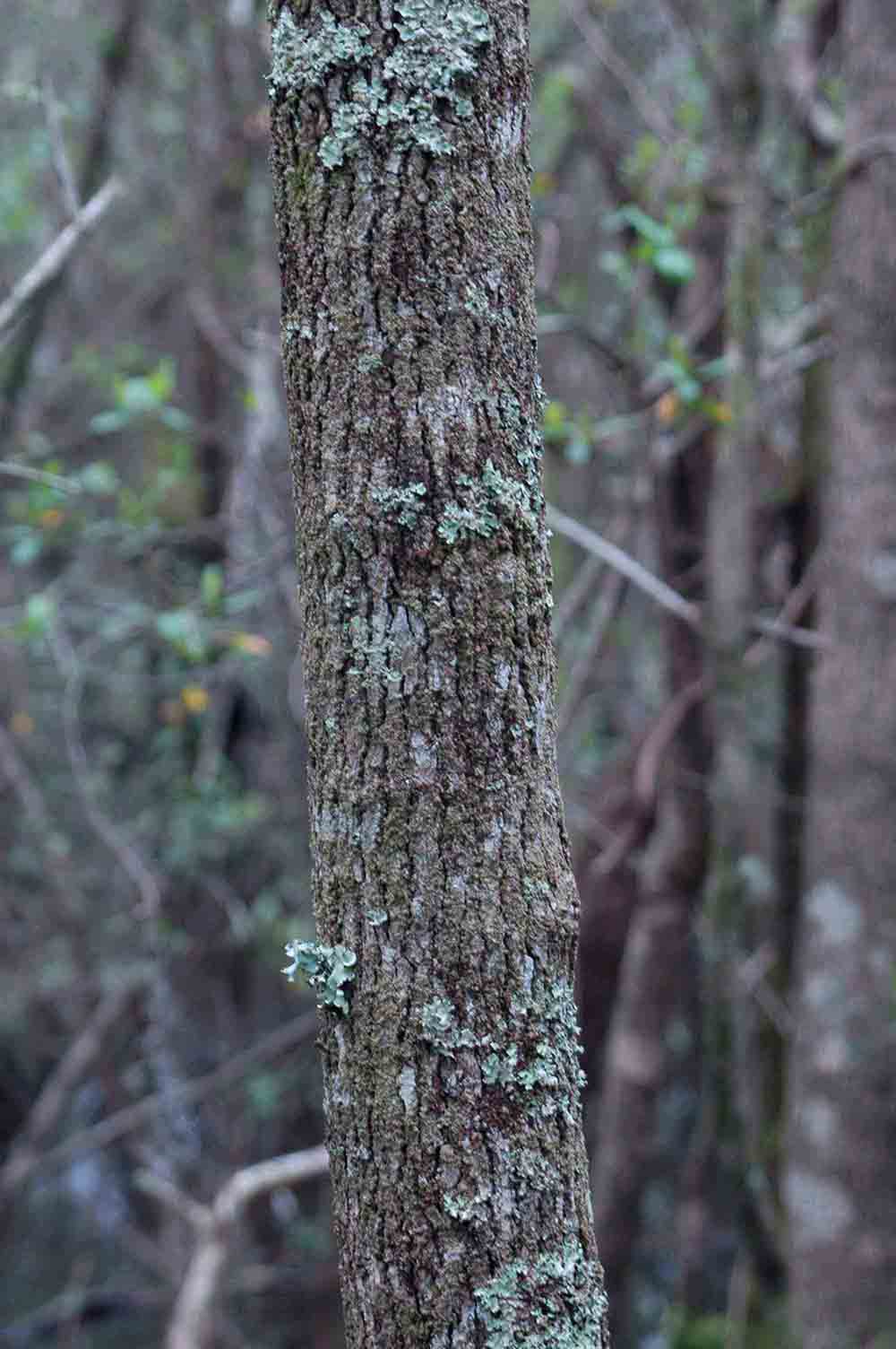 Water tupelo bark on trunk