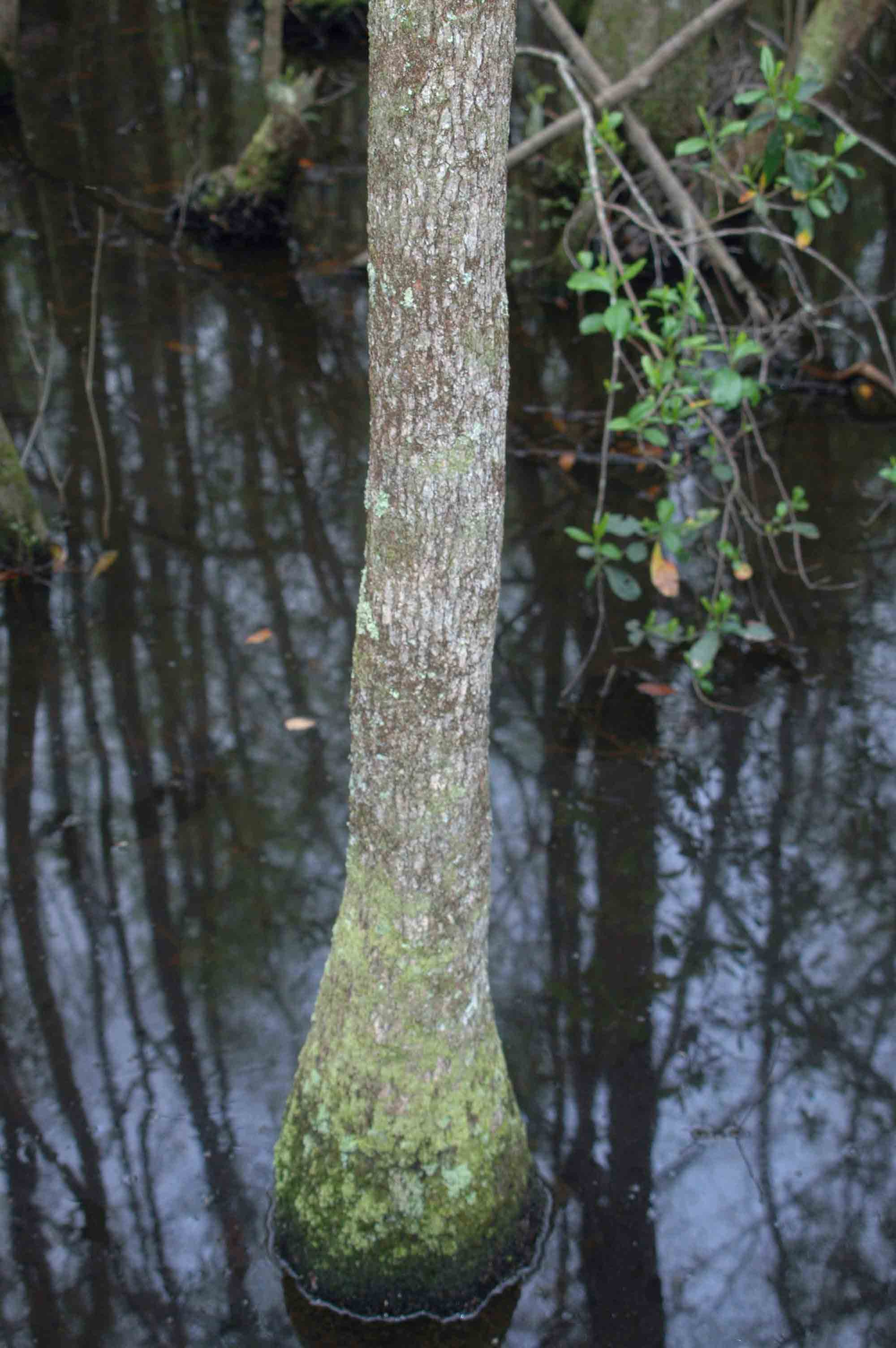 Water tupelo tree, showing bulging base