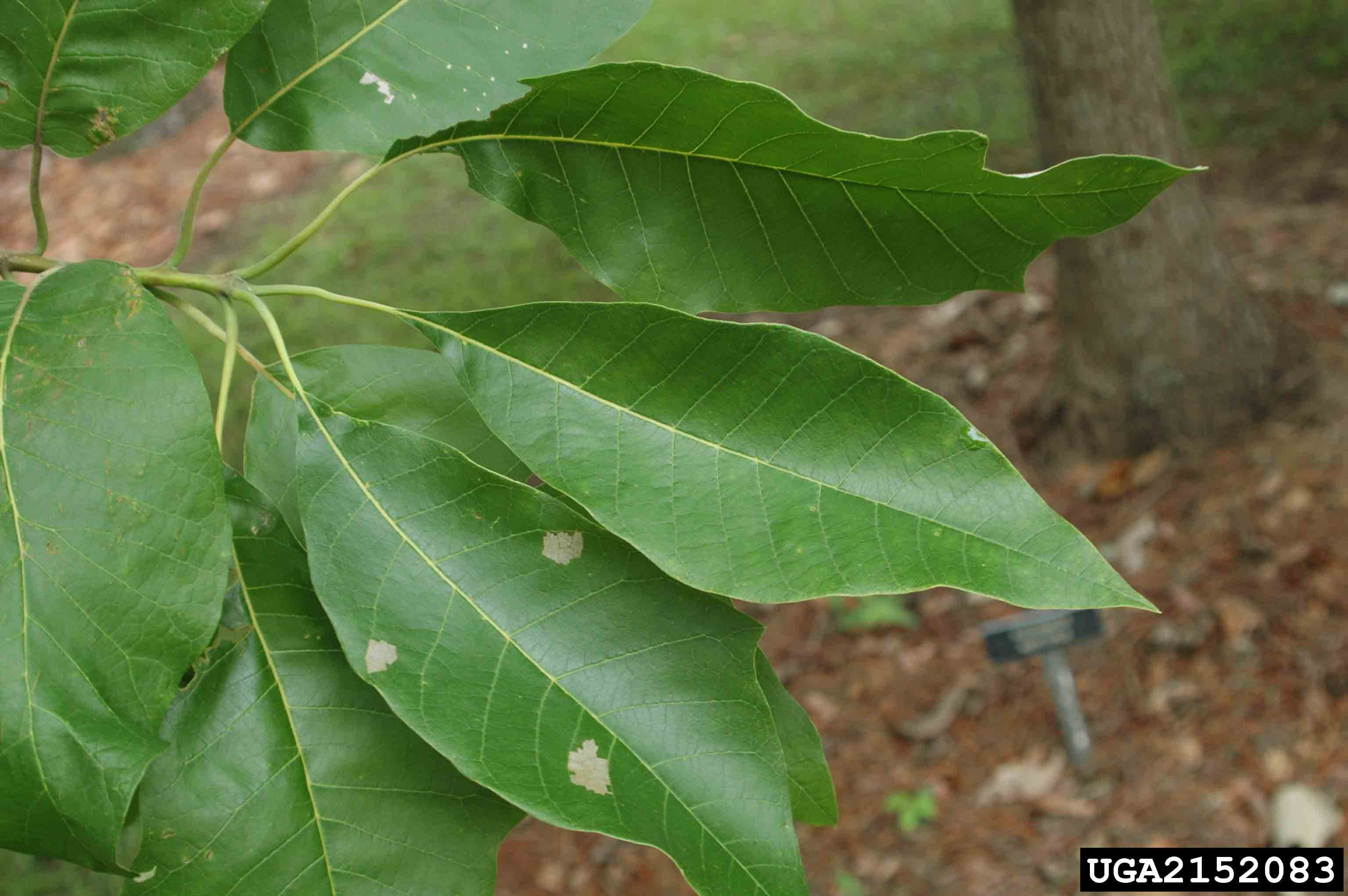 Water tupelo leaves, 5"-9" long