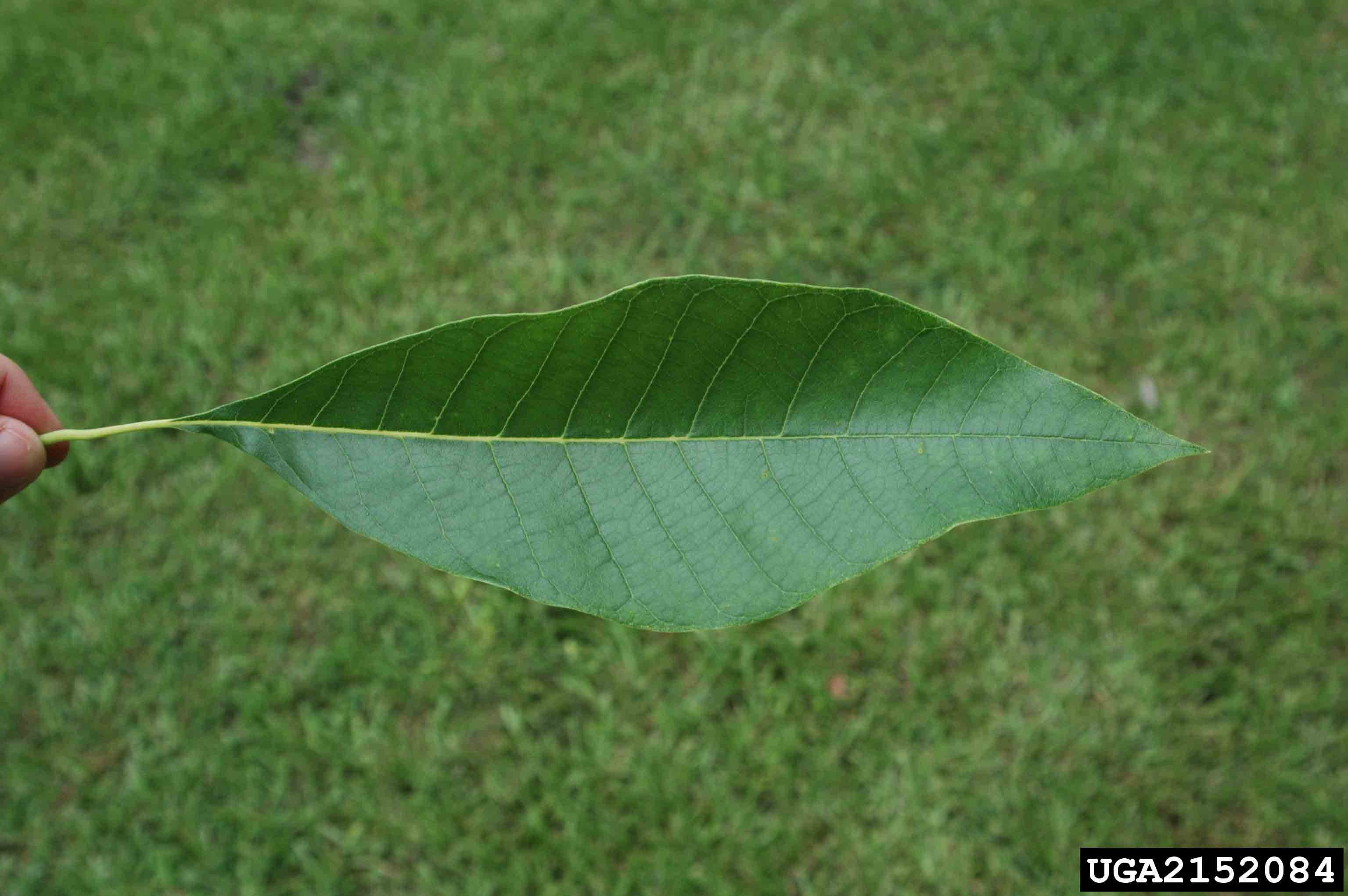 Water tupelo leaf